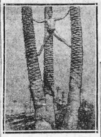 palmiers1926.jpg