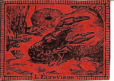ecrevisse.jpg, nov. 2009 ecrevisse.jpg