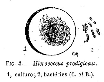 microbes1.jpg